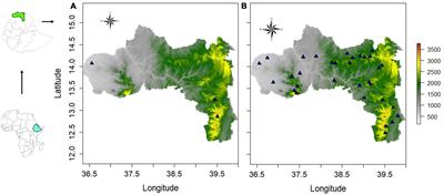 Morphological and osteological characterization of indigenous domestic chickens (Gallus gallus domesticus): validation of Rensch’s, Bergmann’s and Allen’s rules